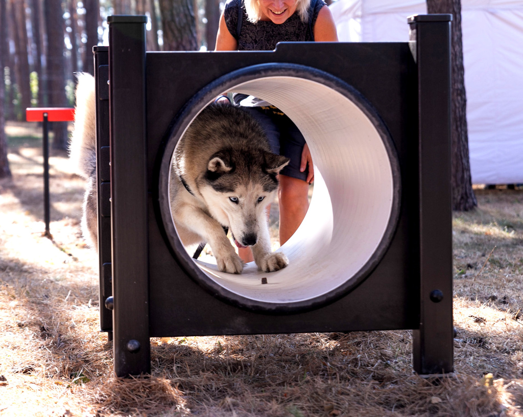 InterAtletika-suchasni-maydanchiki-dlya-vigulu-ta-dresiruvannya-sobak-12